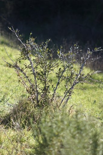 Poster of Shrub Oak