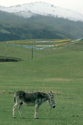 Poster of The Boys and the Donkey