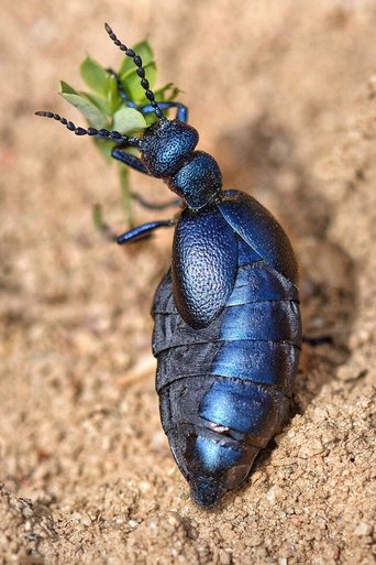 Poster of Fabulous Insects - Beetles