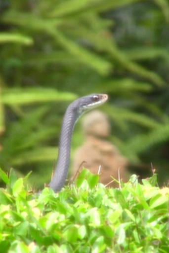 Poster of Dance of the Black Racer