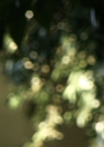 Glimmering Poster of Glimmering