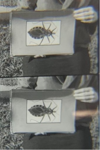 Doença de Chagas Poster of Doença de Chagas