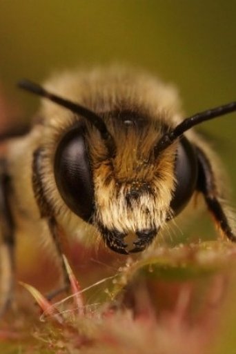 Portrait of Buzz Bee
