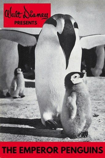 Poster of Emperor Penguins