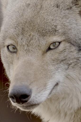 Poster of Coywolf