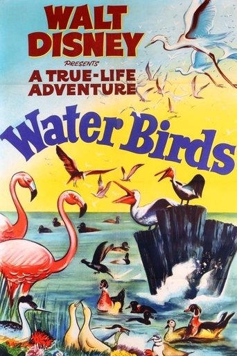 Poster of Water Birds