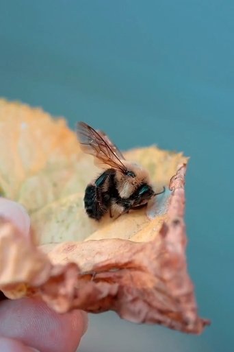 Poster of Des abeilles pour demain