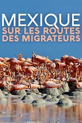 Poster of Mexique, sur les routes des migrateurs