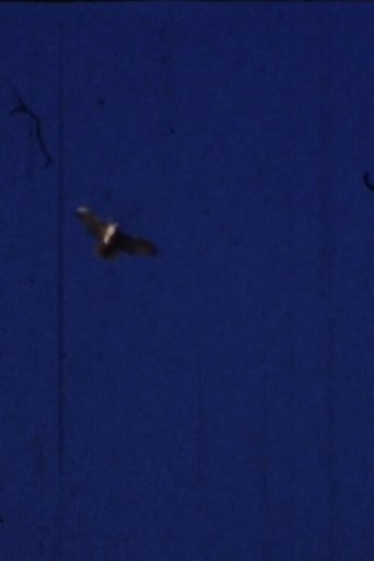 Poster of Flying Fish