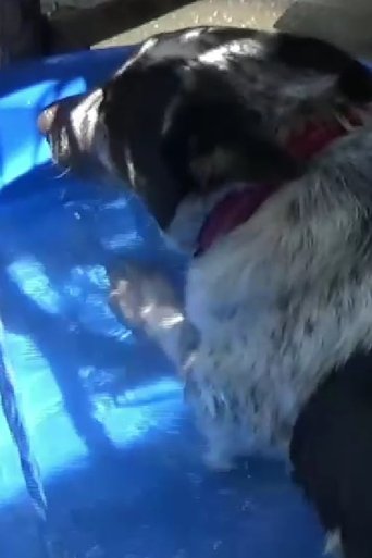 Poster of Dog in a Swimming Pool