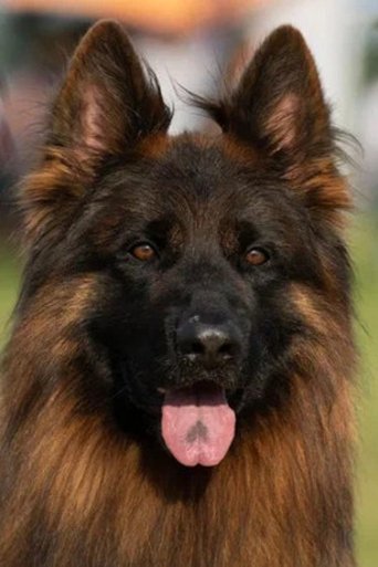 Portrait of Эрос Тим Торретта