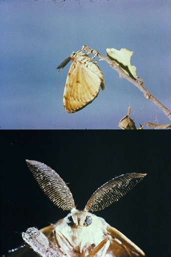 Poster of La lagarta