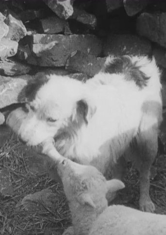 Poster of Sheep Dog