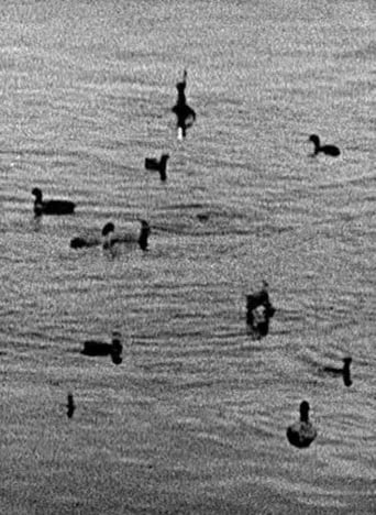 Poster of Coots