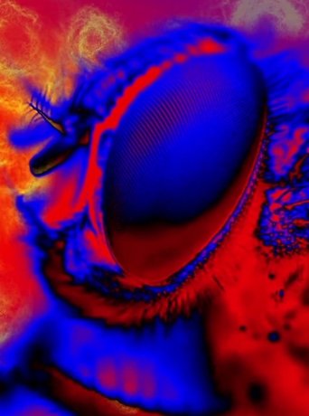 Poster of Electric Arthropods