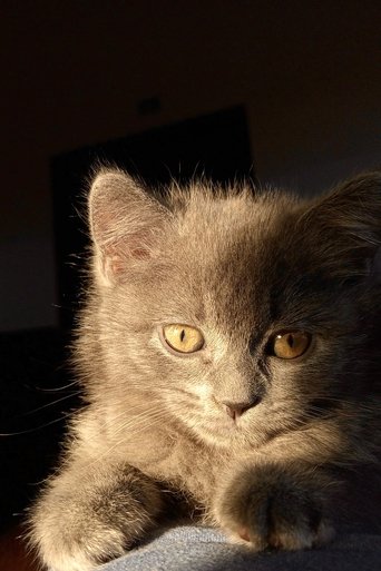 Portrait of Peto