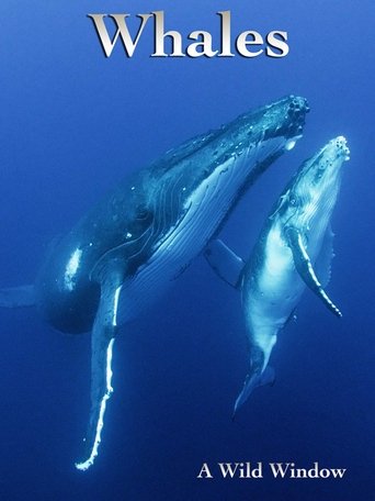 Poster of Wild Window: Whales