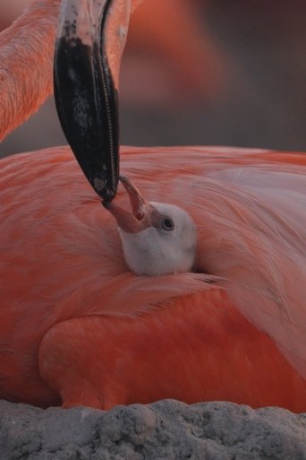 Poster of Flamingos: Life After the Meteorite