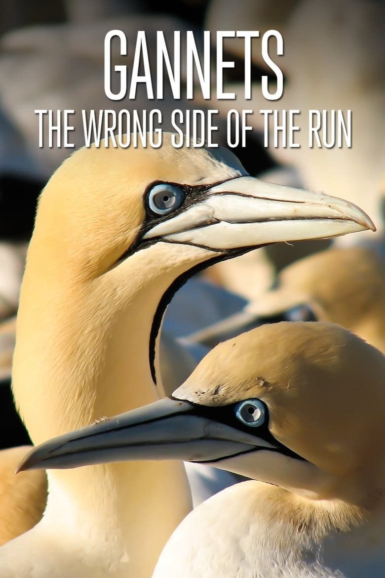 Poster of Gannets: The Wrong Side of the Run