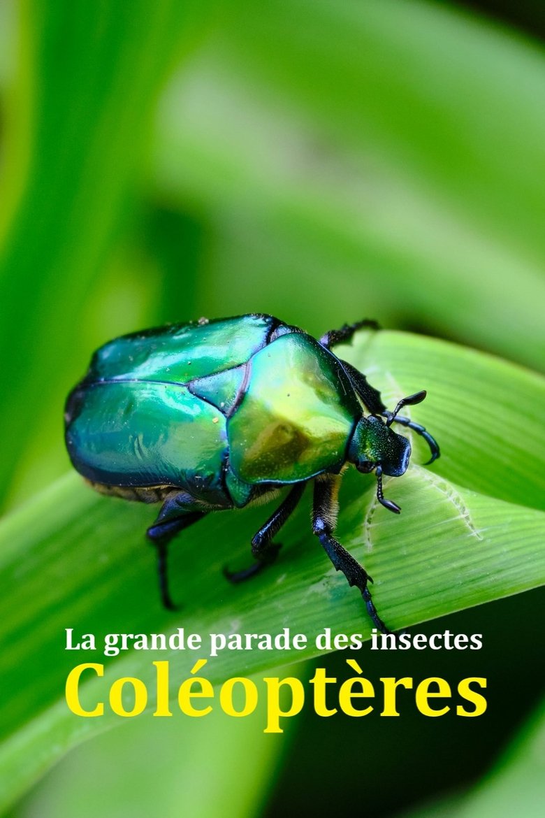 Poster of Fabulous Insects - Beetles