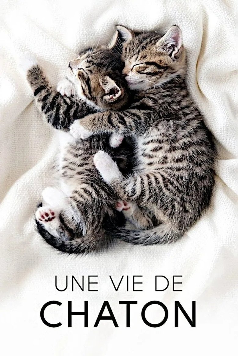 Poster of Episodes in The Secret Life Of Kittens - Season 1 - Season 1