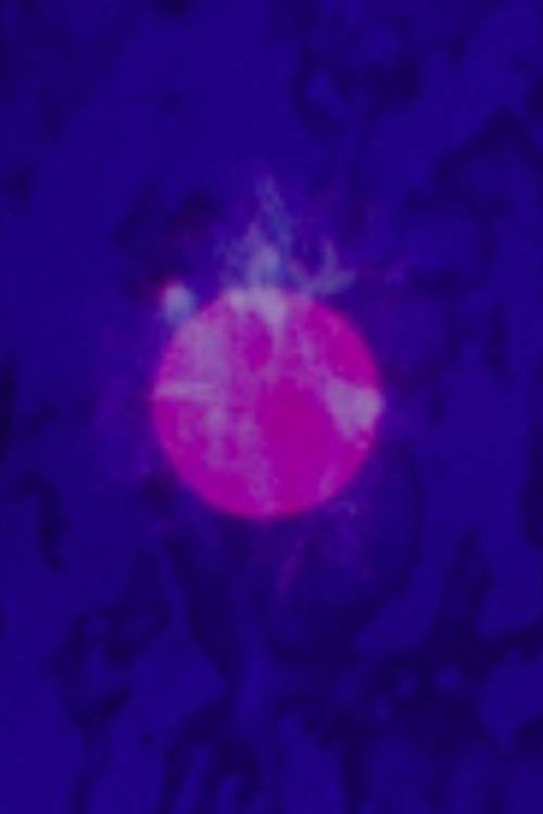 Poster of LSD