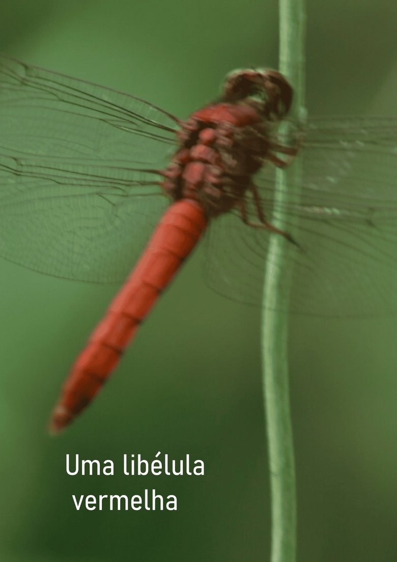 Poster of Uma libélula vermelha