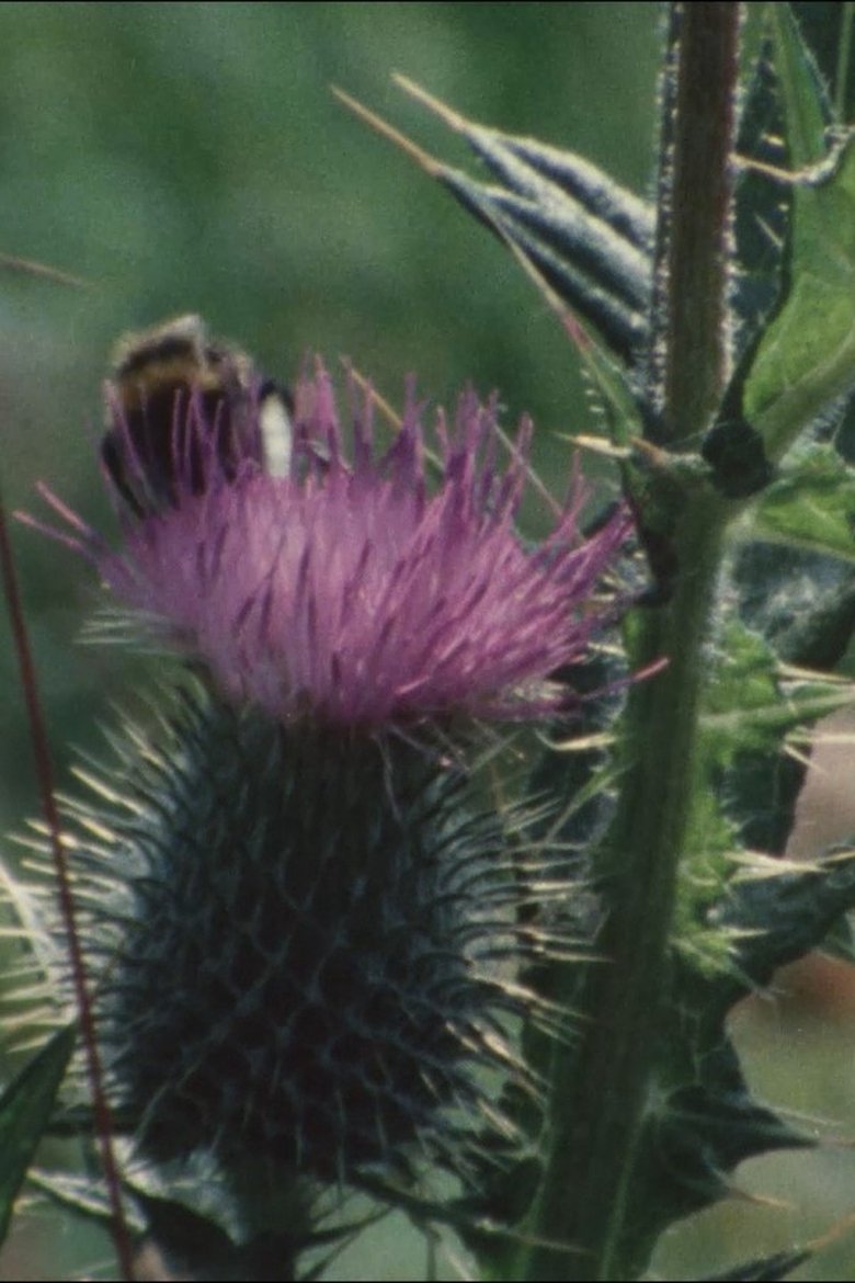 Poster of Thistledown