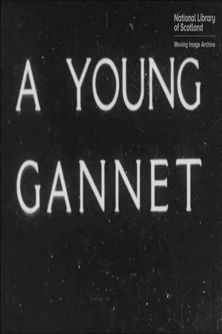 Poster of A Young Gannet