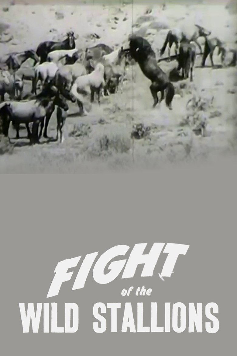 Poster of Fight of the Wild Stallions