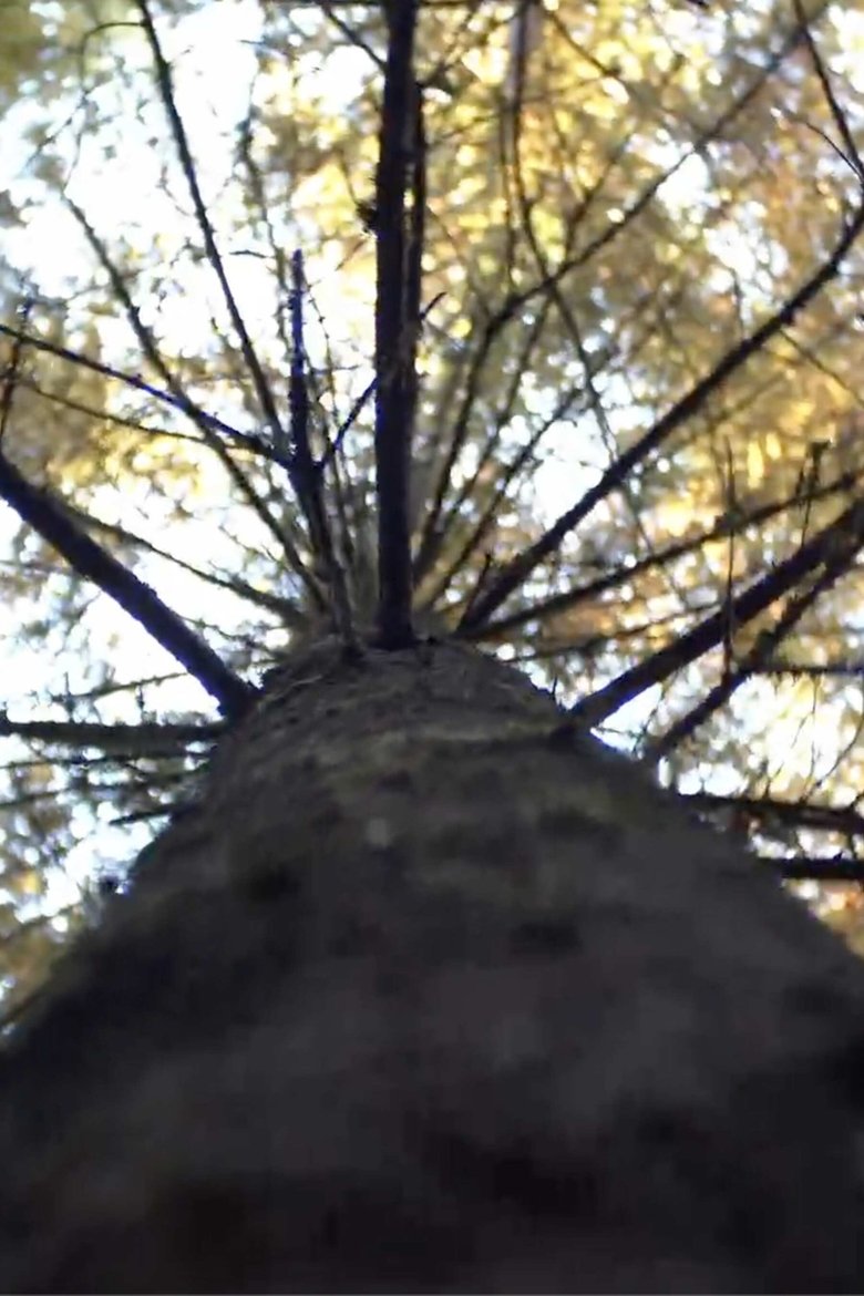 Poster of Forest