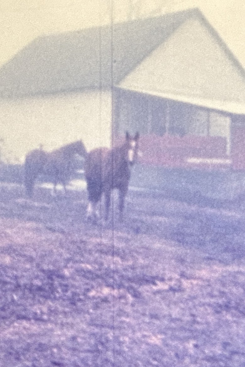 Poster of Horseflesh