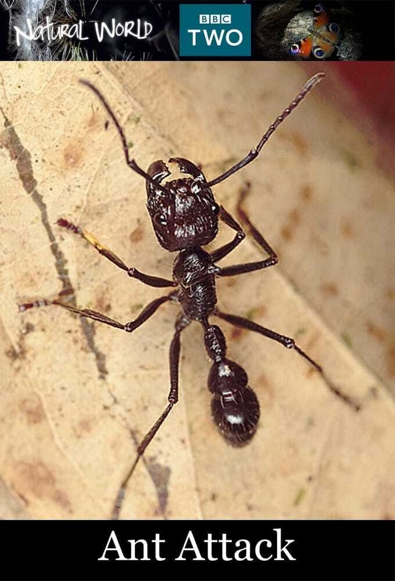 Poster of Ant Attack