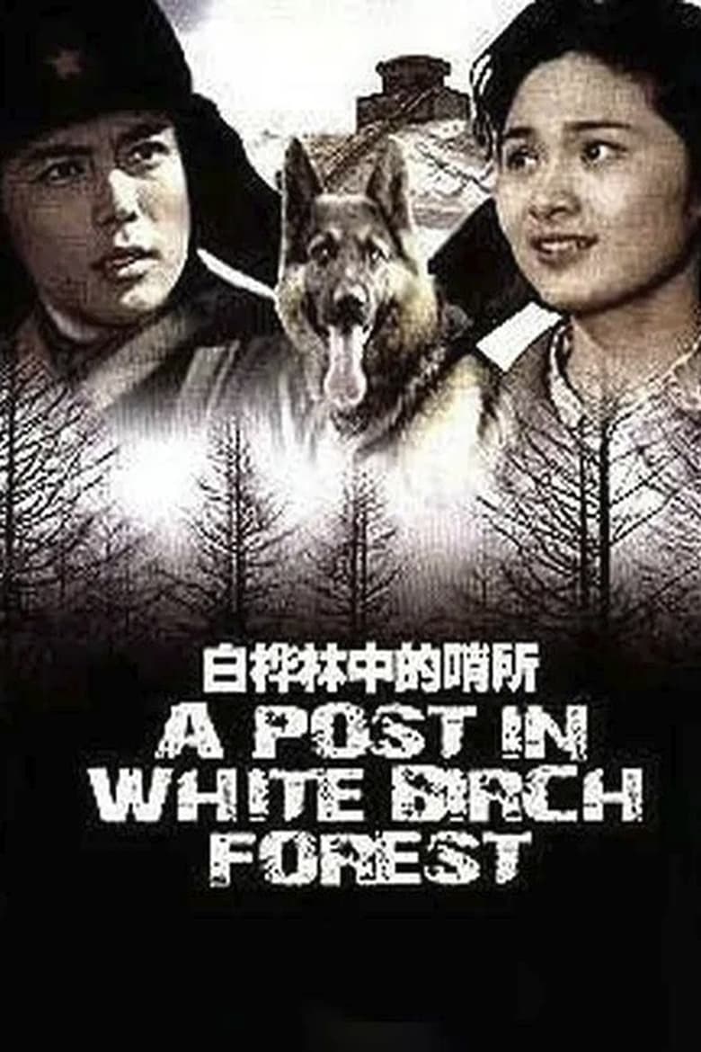 Poster of A Post in White Birch Forest