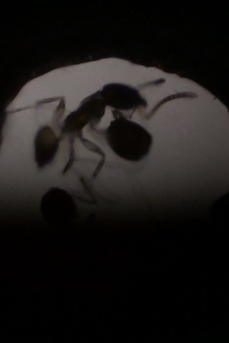 Poster of Antfilm