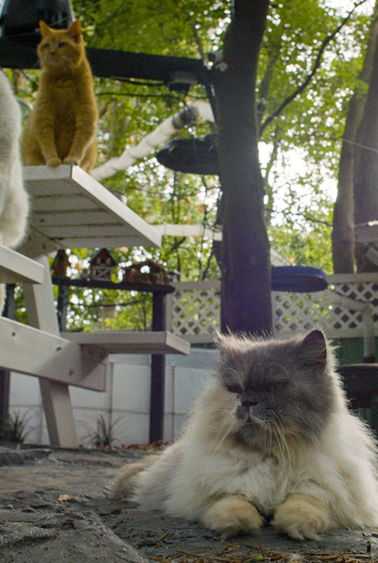 Poster of Cat Town, USA