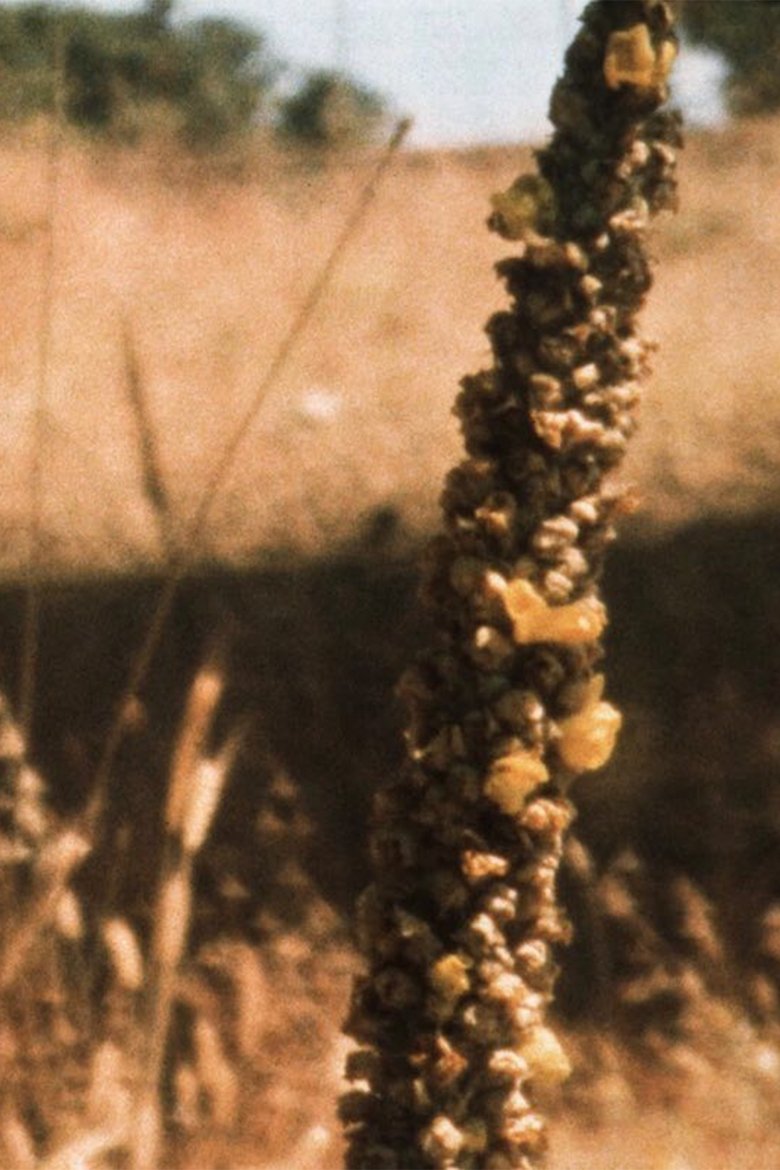 Poster of Bees in the Hills