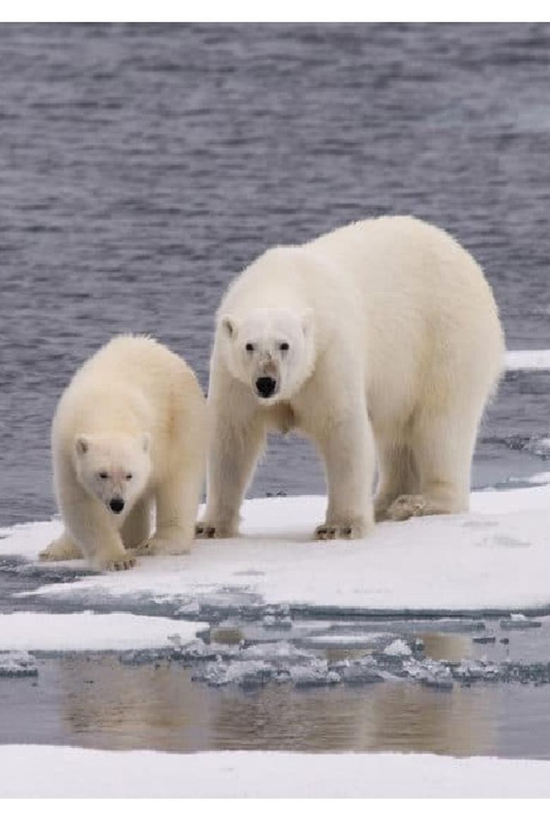 Poster of Ice Bear