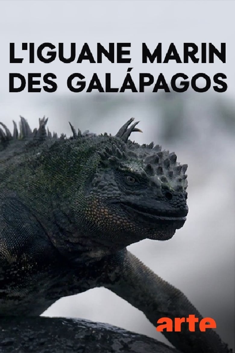 Poster of The Marine Iguanas of the Galapagos