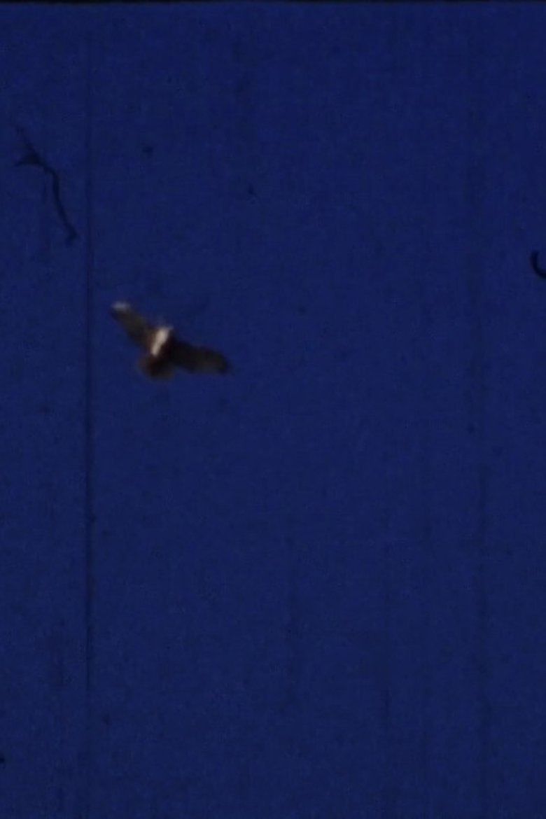 Poster of Flying Fish