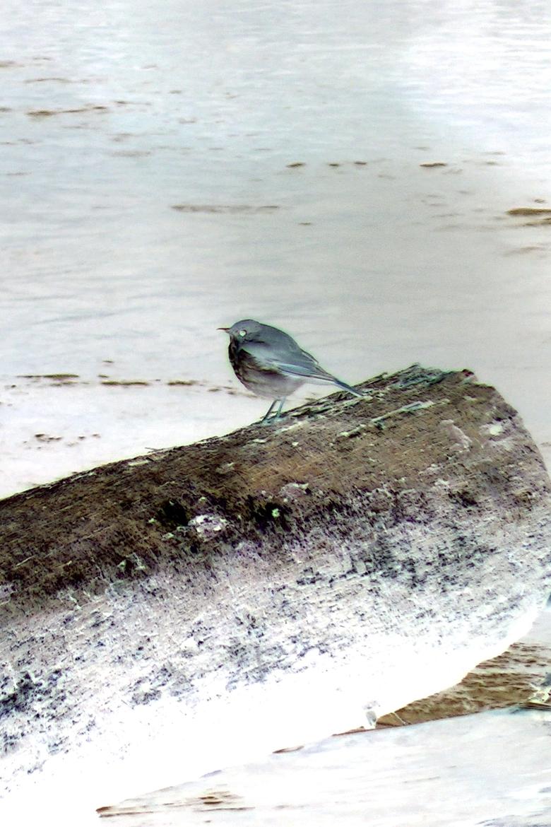 Portrait of Hermit Thrush