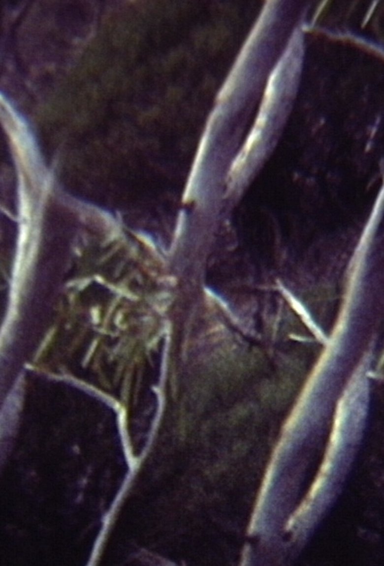 Poster of Mallee Stretching