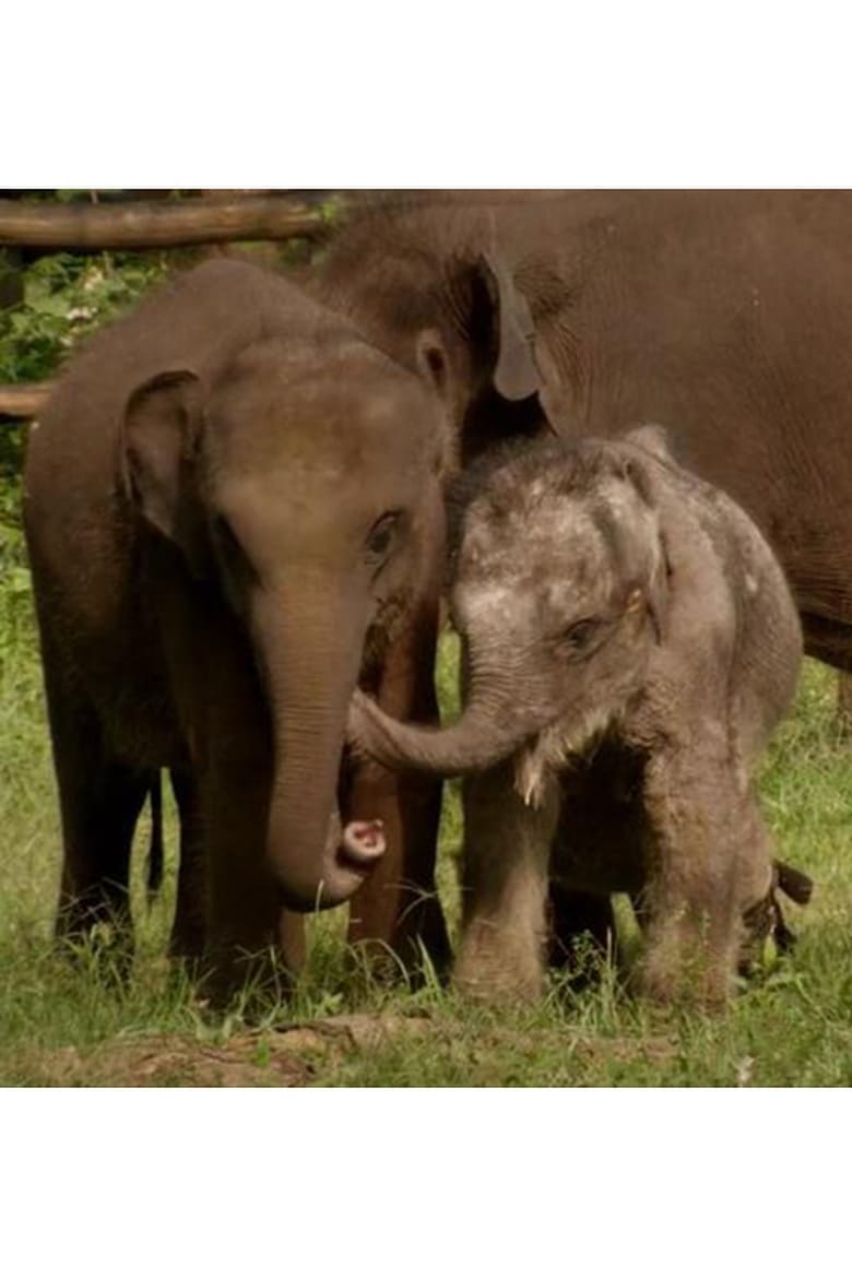 Poster of Sri Lanka: Elephant Island