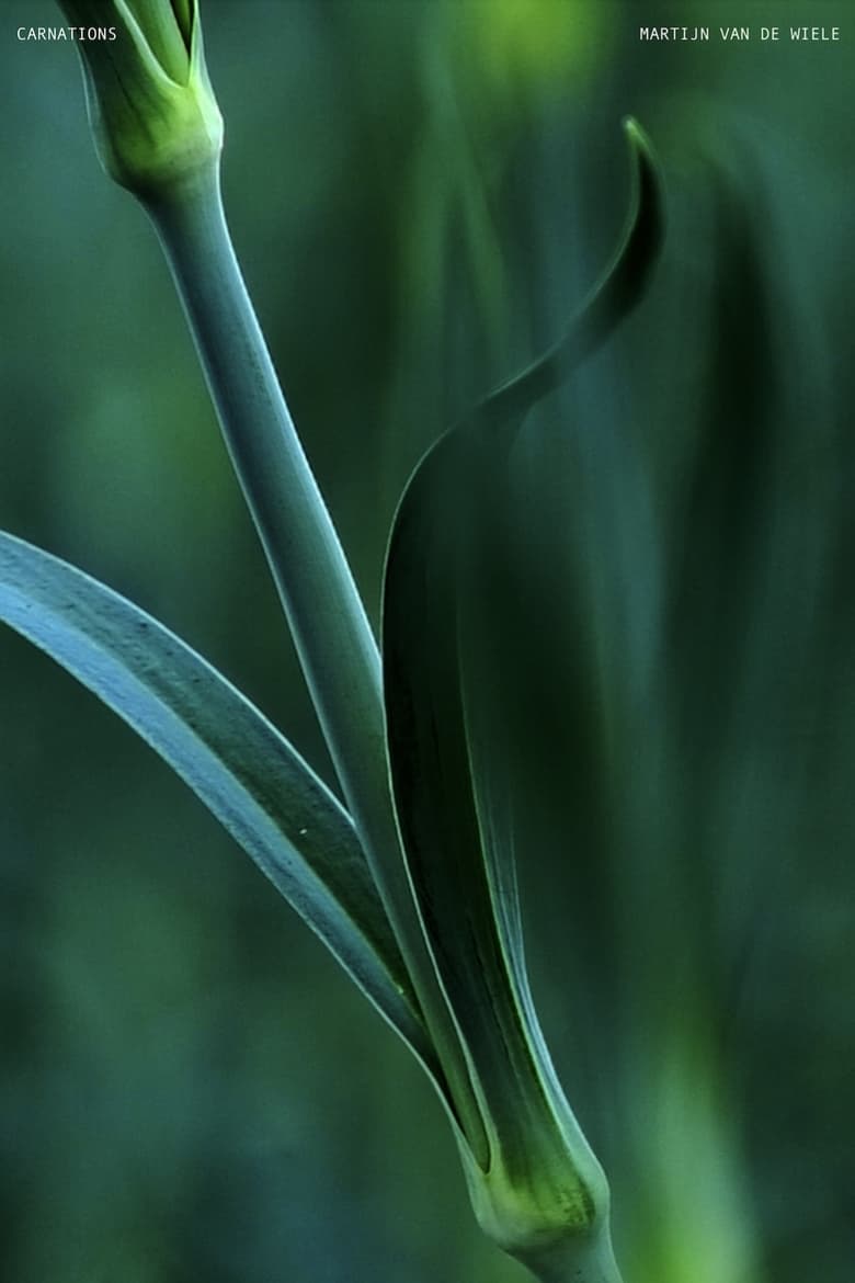 Poster of Carnations