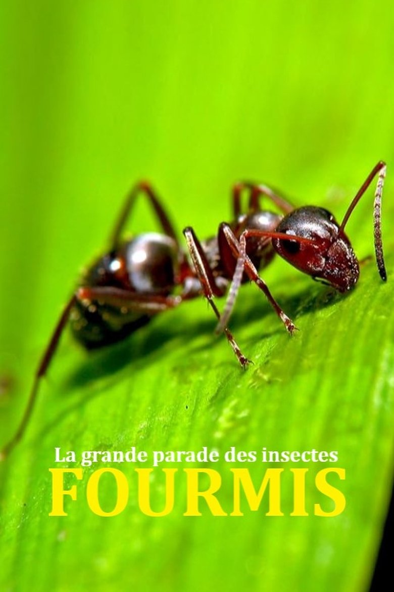 Poster of Fabulous Insects - Ants
