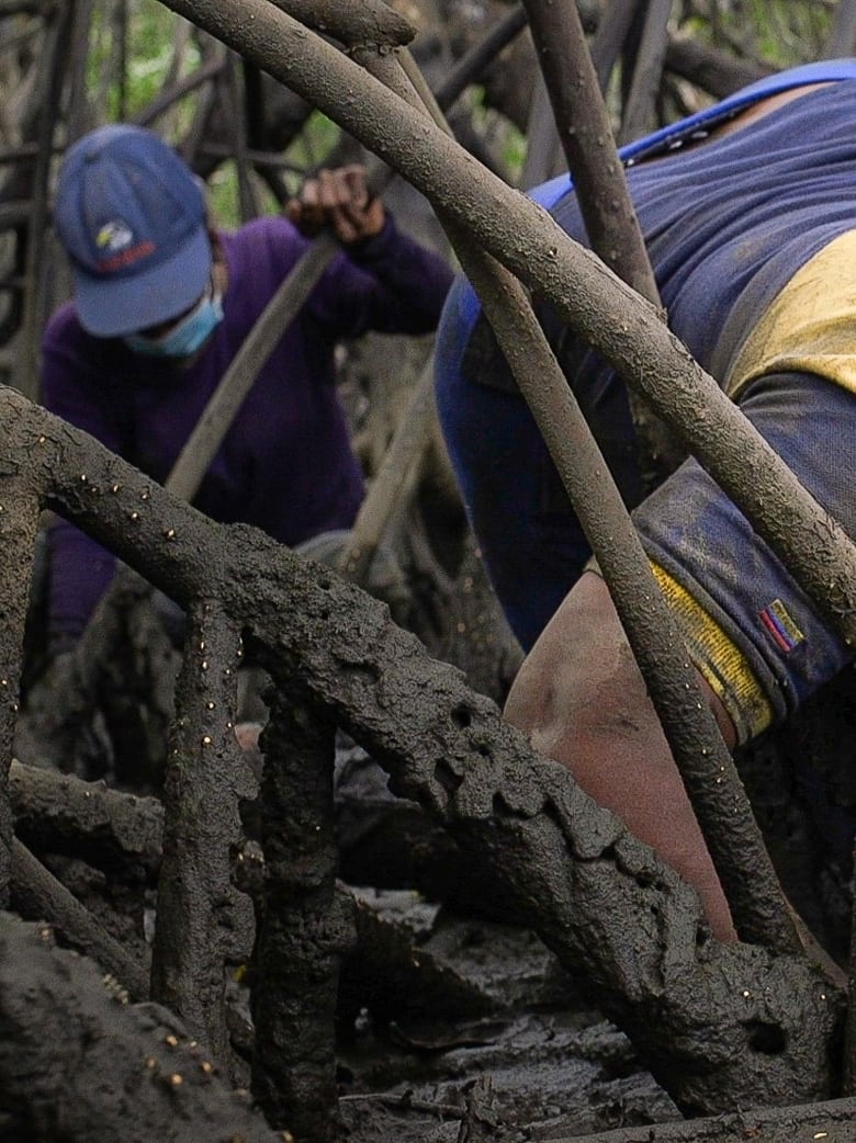 Poster of Mangrove Women