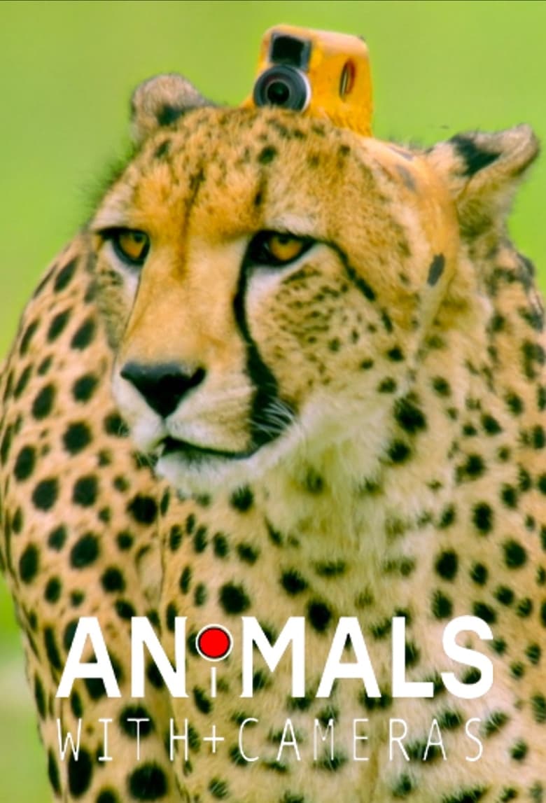 Poster of Animals with Cameras