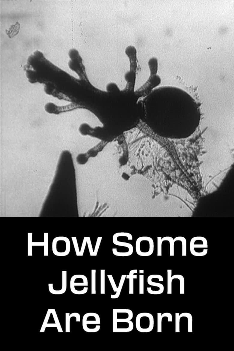 Poster of How Some Jellyfish Are Born