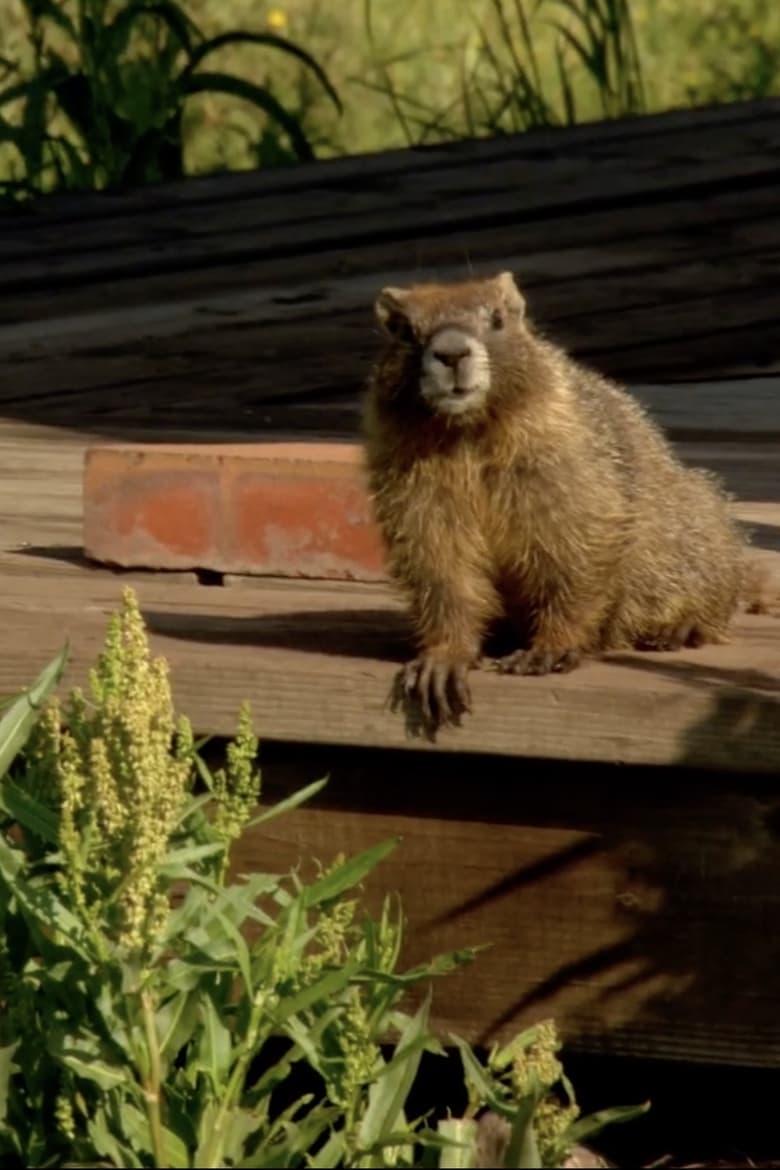 Poster of The Study Of Groundhogs: A Real Life Look At Marmots