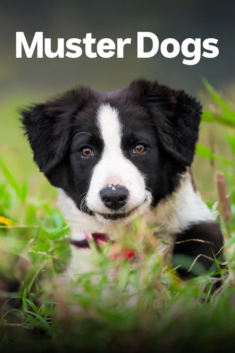 Poster of Episodes in Muster Dogs - Australian Border Collie pups - Australian Border Collie pups